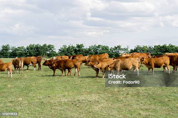 Vacche - Fotografie stock e altre immagini di Agricoltura - Agricoltura, Albero, Ambientazione esterna