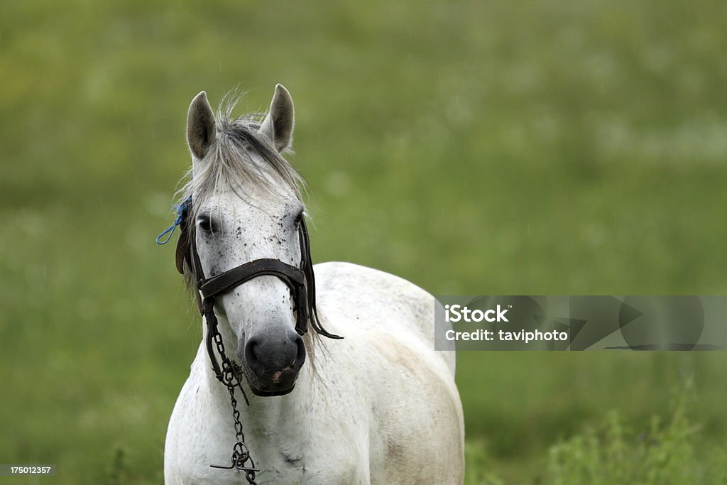 portrait d'un cheval blanc - Photo de Animal mâle libre de droits