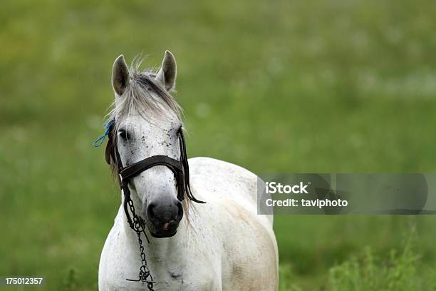 Портрет Белой Лошади — стоковые фотографии и другие картинки Аравия - Аравия, Белый, Волосы животного