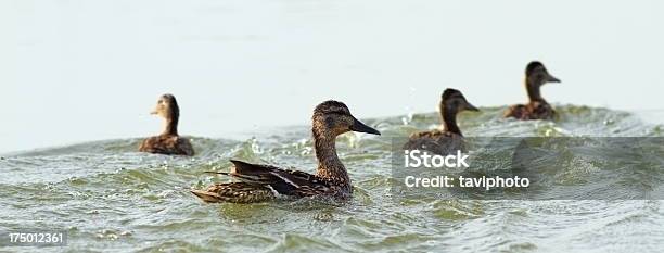 구슬눈꼬리 오리 아기 Ducklings 가금류에 대한 스톡 사진 및 기타 이미지 - 가금류, 갓 태어난 동물, 강