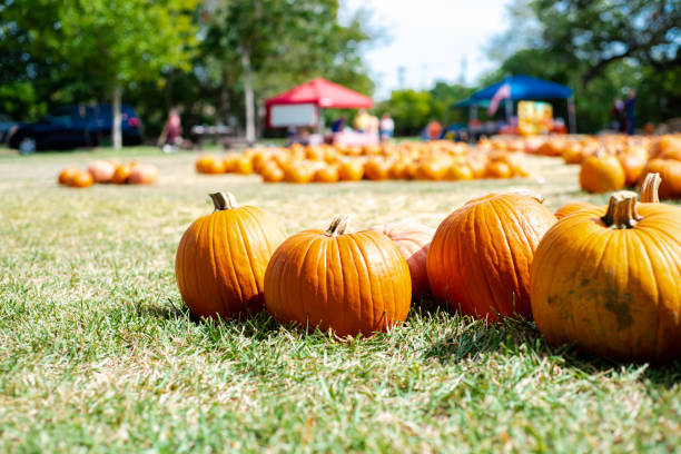 istock Low angle view pumpkin patch with bokeh background lush green trees at Church event near Dallas, Texas, USA, traditional holiday display decoration welcome Halloween festive 1750137098