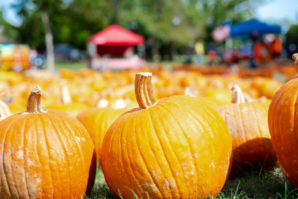 istock Pumpkin patch with blurry tents selective focus background at local Church Halloween event Dallas, Texas, USA, traditional holiday display decoration welcome October festive 1750137723