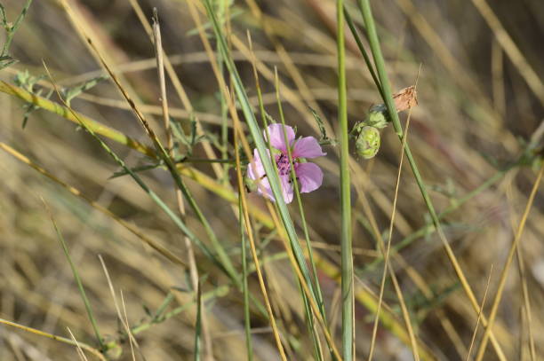 istock Althaea officinalis with light pink petals 1750141417