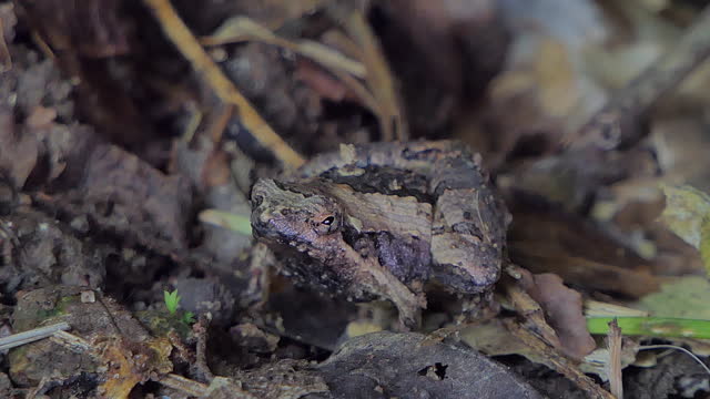 Java Toad in tropical rainforest.