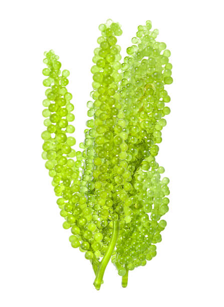 istock set of sea grapes ( green caviar ) seaweed  on white background 1750145630