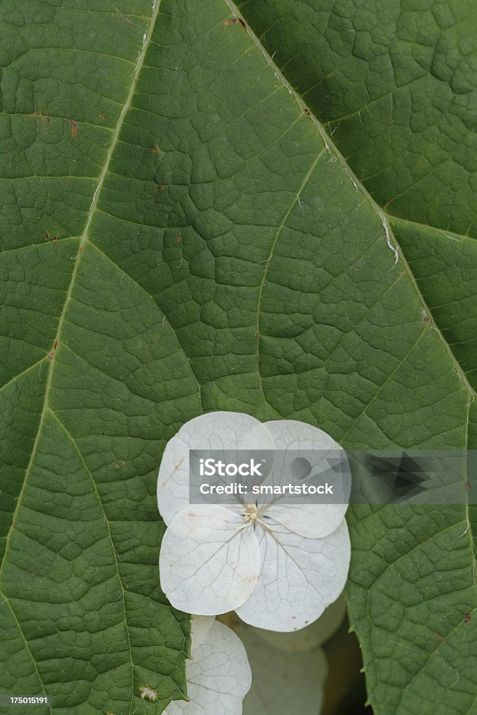 Petals of an oakleaf hydrangea flower emerge above rough leaf White petals of an oakleaf hydrangea flower against the rough dark green surface of a leaf. Backgrounds Stock Photo