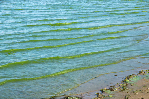 Green water polluted with blue-green algae (Cyanobacteria). Global pollution of the environment and water bodies. Water bloom, reproduction of phytoplankton, algae in the lake, ecology concept of polluted nature.