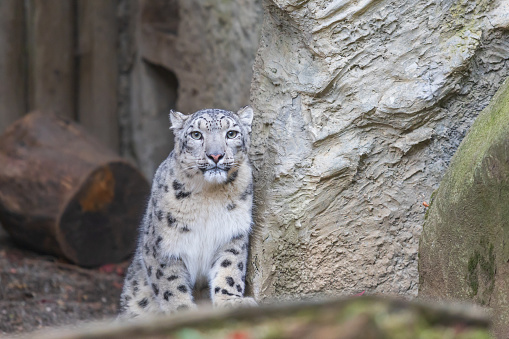 I was happy to get such a nice portrait of the male snow leopard