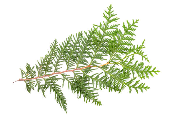 istock Green thuja branch isolated on white background. Item for packaging, design, mockup. 1750154756