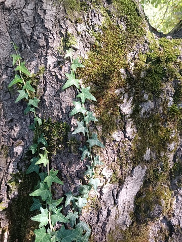 Ivy, moss, tree bark, Sun rays