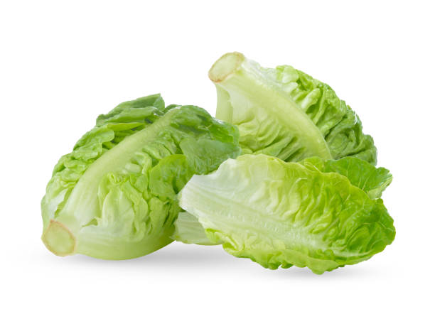 istock fresh baby cos (lettuce) on white background 1750162808