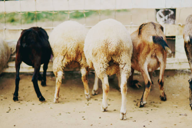 Sheep and goat at farm in Chiba