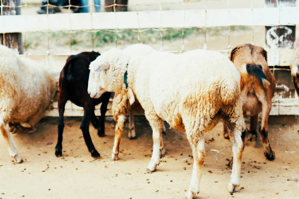 istock Sheep and goat at farm in Chiba 1750163510