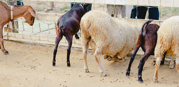 Sheep and goat at farm in Chiba