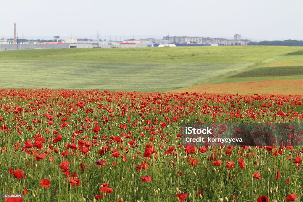 Vista para a cidade de um campo de Papoula - Foto de stock de Ajardinado royalty-free