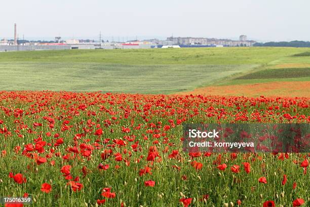 Foto de Vista Para A Cidade De Um Campo De Papoula e mais fotos de stock de Ajardinado - Ajardinado, Azul, Beleza natural - Natureza