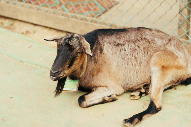 Sheep and goat at farm in Chiba