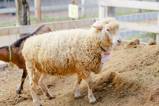 istock Sheep and goat at farm in Chiba 1750164120