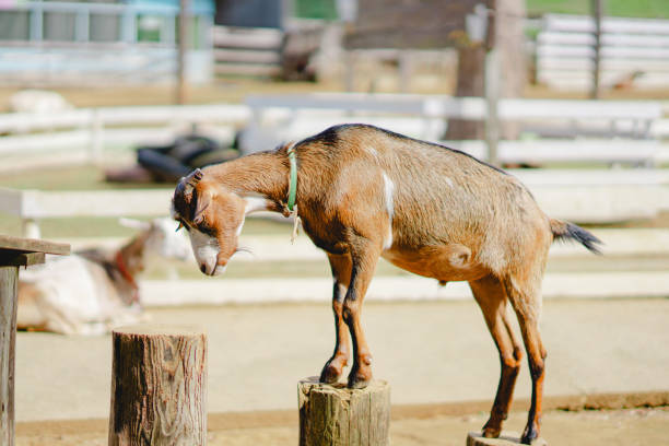 Animals in the nature