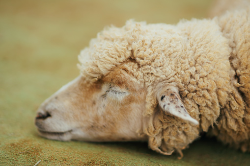 Close up portrait of a sheep laying down in a paddock
