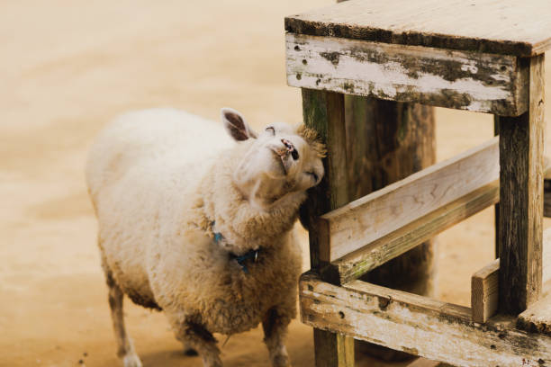 istock Sheep and goat at farm in Chiba 1750165766