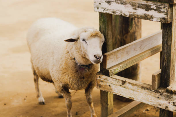 istock Sheep and goat at farm in Chiba 1750165824