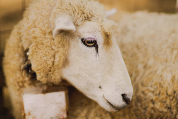 At the sheep market you can find all kinds of breeds.
