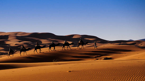 istock Camel caravan in the sahara desert, morocco 175017421
