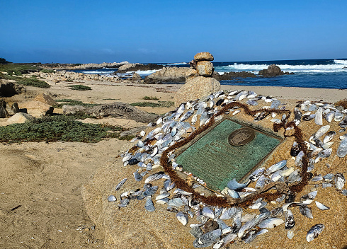 Pacific Grove, California, October 11, 2023: John Denver memorial plaque on the beach where his plane  crashed into the ocean. Pacific Grove, California.