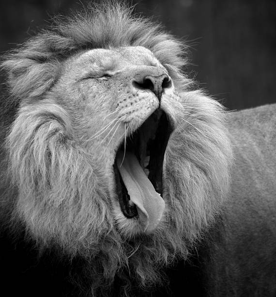 istock Black and white portrait of a lion 175017790