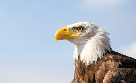 Portrait of powerful bird adult Bald eagle with bright yellow eyes and beak, profile view.