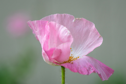 The Flower of a Japanese Anemone just  as it opens