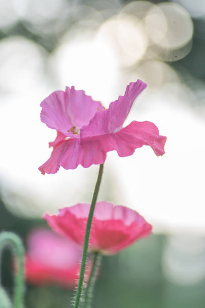 istock Texas Wildflowers garden - pink poppies 1750186808