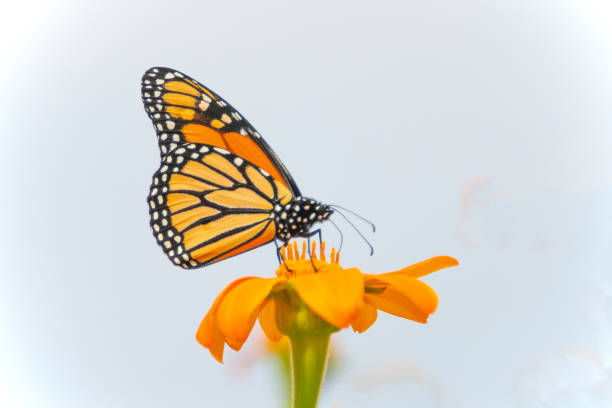istock Butterfly-orange flower-Howard County Indiana 1750197014