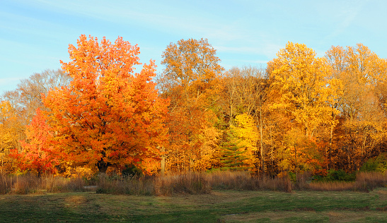 Amerikanischer Amberbaum mit leuchtender Herbstfärbung