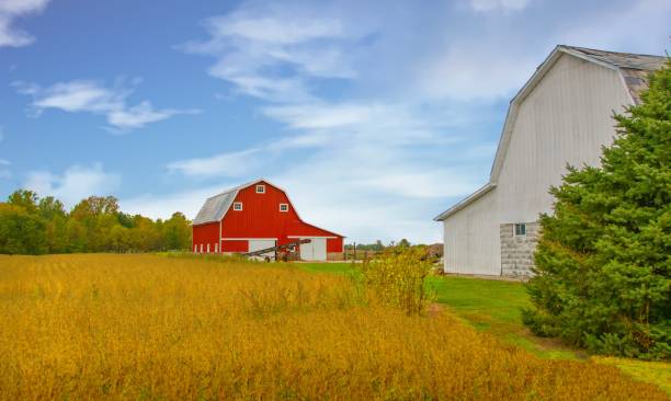 istock Two Barns with soybean field ready for harvest-Tipton County, Indiana 1750197531