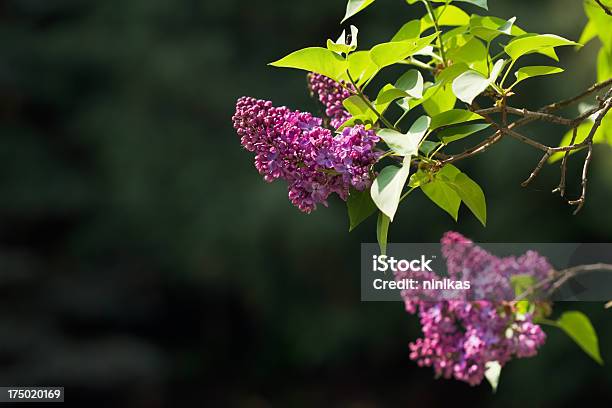 Lilla Al Tramonto - Fotografie stock e altre immagini di Albero - Albero, Ambientazione esterna, Bellezza naturale