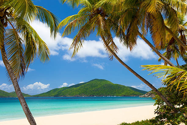 coconut palm bäume an einem tropischen strand auf den britischen jungferninseln - tortola stock-fotos und bilder