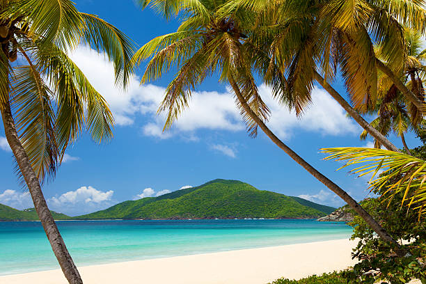 coconut palm trees at a tropical beach in Virgin Islands