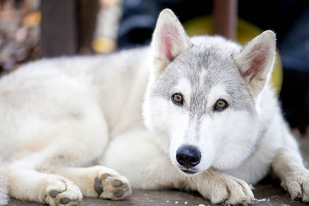 istock portrait of Siberian Husky 175020778