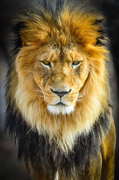 istock Male Lion with Intimidating Stare 175020950