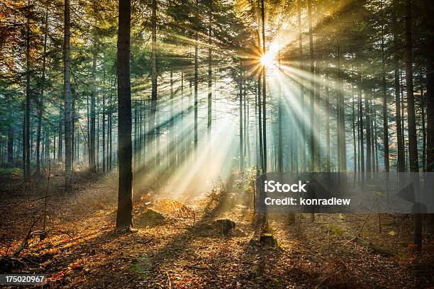 Sterneflair Und Sonne Balkenmisty Forest Stockfoto und mehr Bilder von Wald - Wald, Sonnenuntergang, Baum