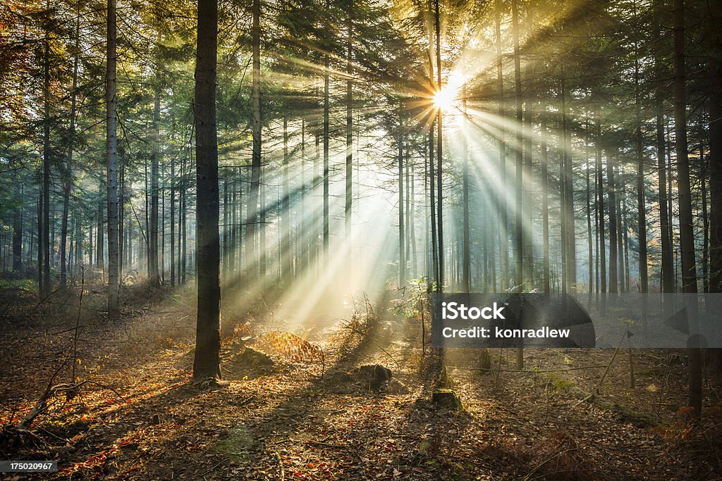 Star-like flare and Sun Beams - Misty forest Forest Stock Photo