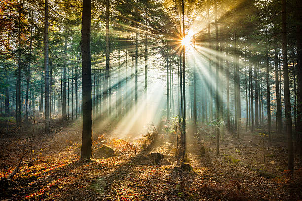 Star-like flare and Sun Beams - Misty forest stock photo