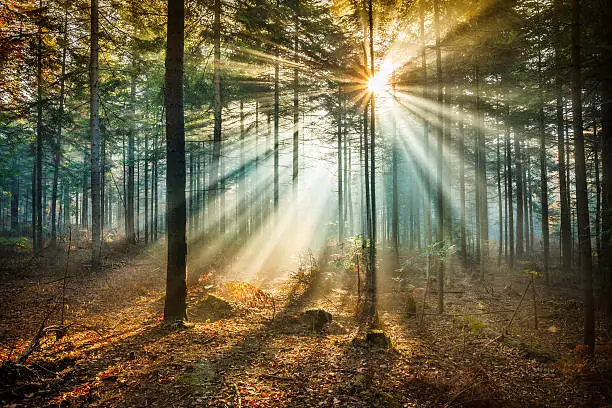 Photo of Star-like flare and Sun Beams - Misty forest