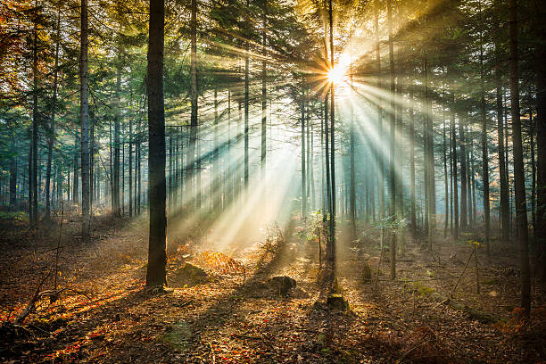 jak rozbłysk gwiazdy i promienie słońca-mglisty las - morning sun fog autumn zdjęcia i obrazy z banku zdjęć