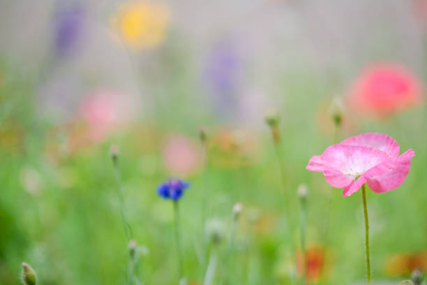 Texas spring wildflowers native plants in full bloom all over public spaces and private gardens. It's a special time of year that brings in a lot of travelers to Texas. Corn poppies, Flander poppies