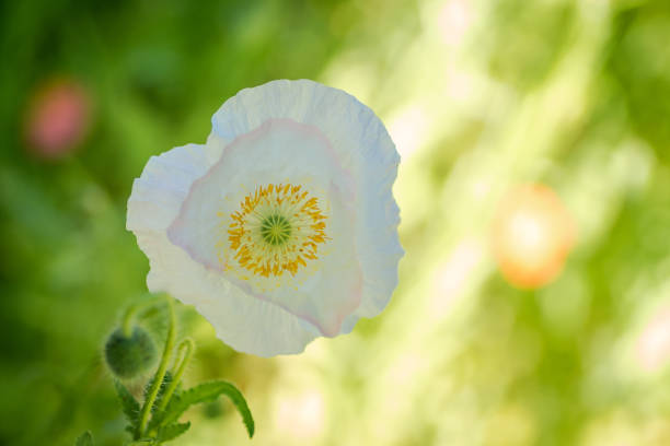White poppy