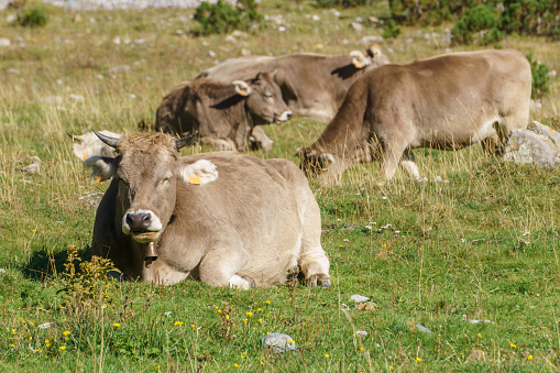 Cows laying on a green meadow in spanish Pyrenees Mountains, Aragon, Spain