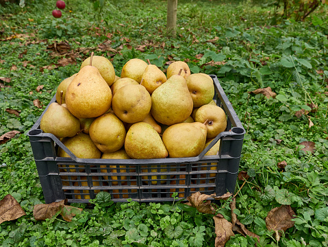 A box full of yellow, juicy pears. Pear harvest. Gardening.